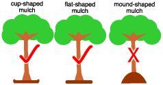 The Proper Mulch Cup